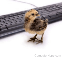Baby chick standing by a keyboard.